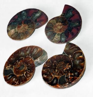 Ammoniten-Paar