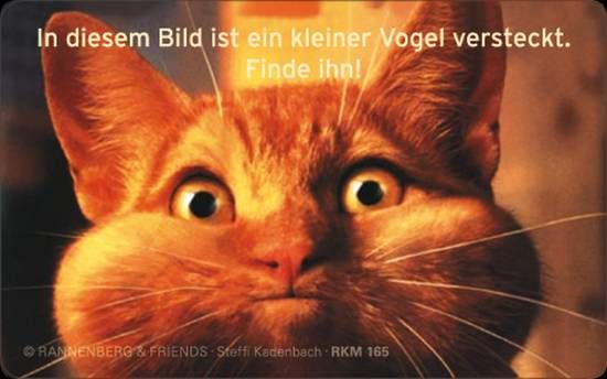 Magnet Finde den Vogel