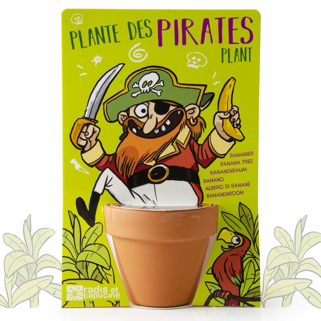 Piraten Bananenbaum zum Züchten
