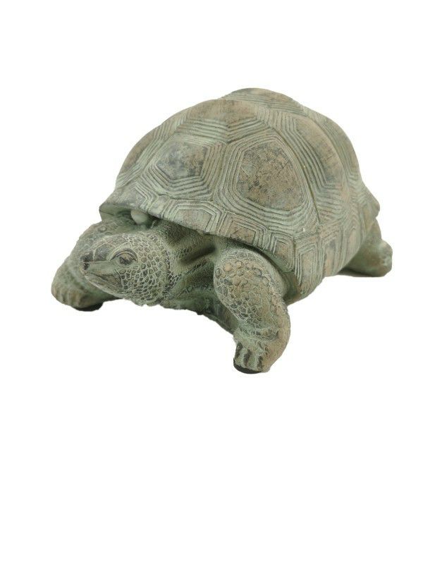 Schildkröte Sammy