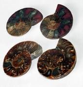 Ammoniten-Paar