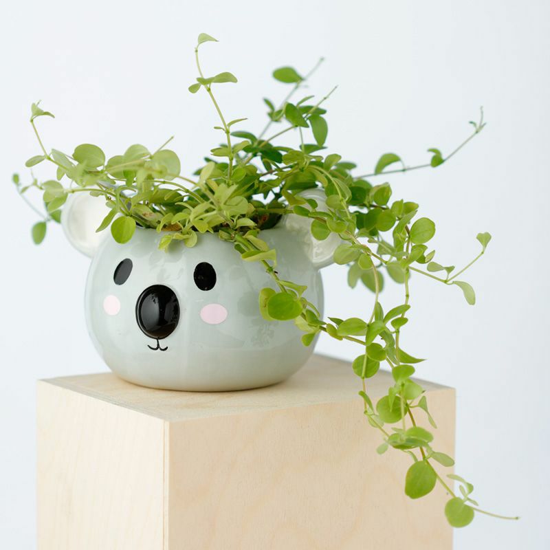 Blumentopf Koala