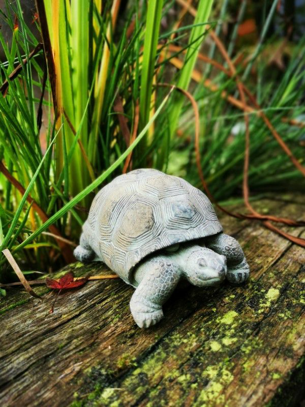 Schildkröte Sammy