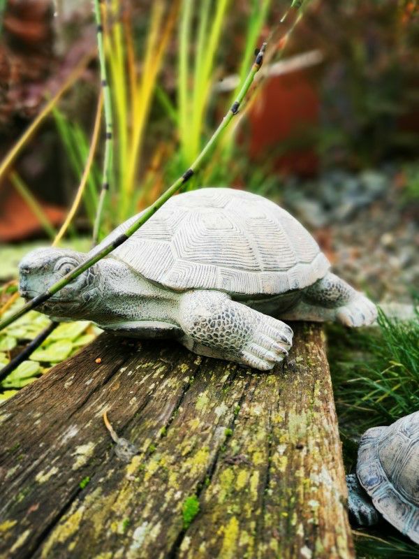 Schildkröte Zementguss groß 
